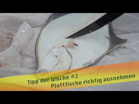 Tipp der Woche #2 Plattfische richtig ausnehmen