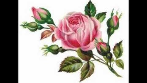 Roommates The Great Red Shark