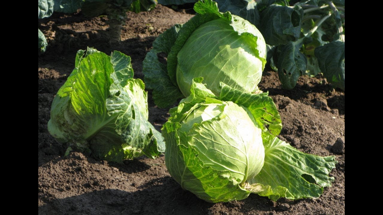 Работать не покладая рук - YouTube