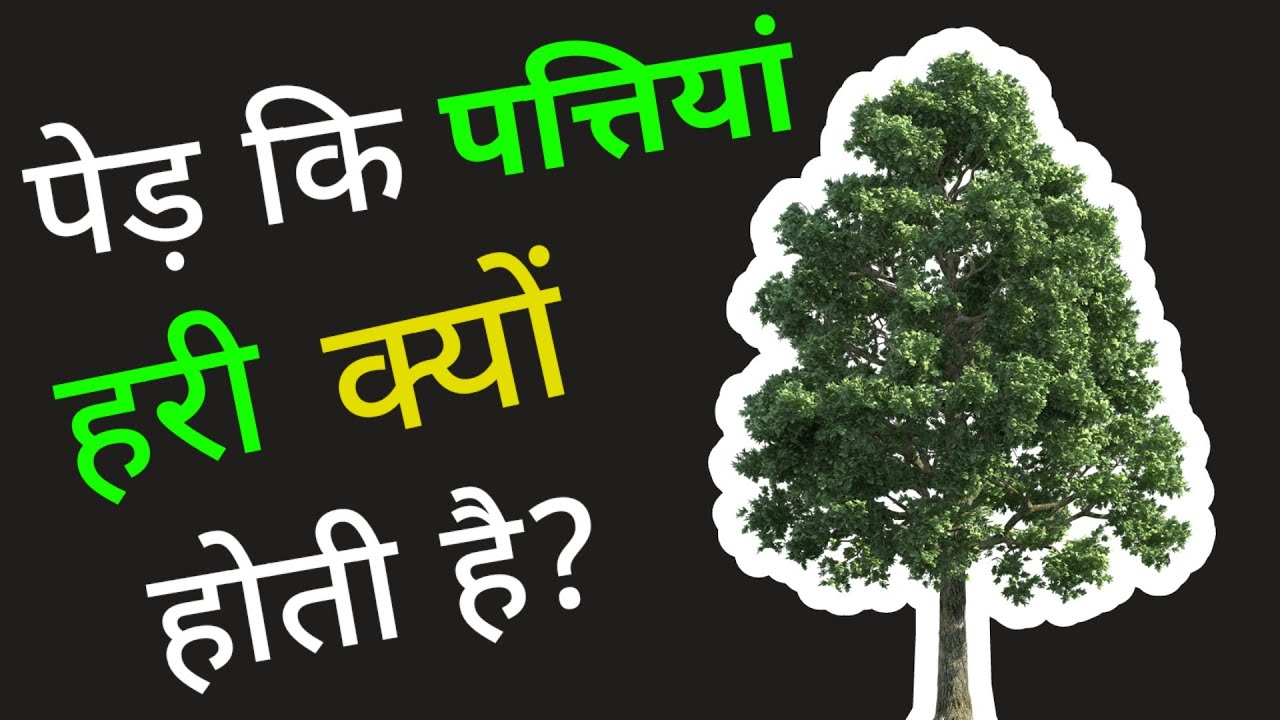 why are leaves green in hindi पेड़ कि पत्तियां हरी क्यों होती है? 