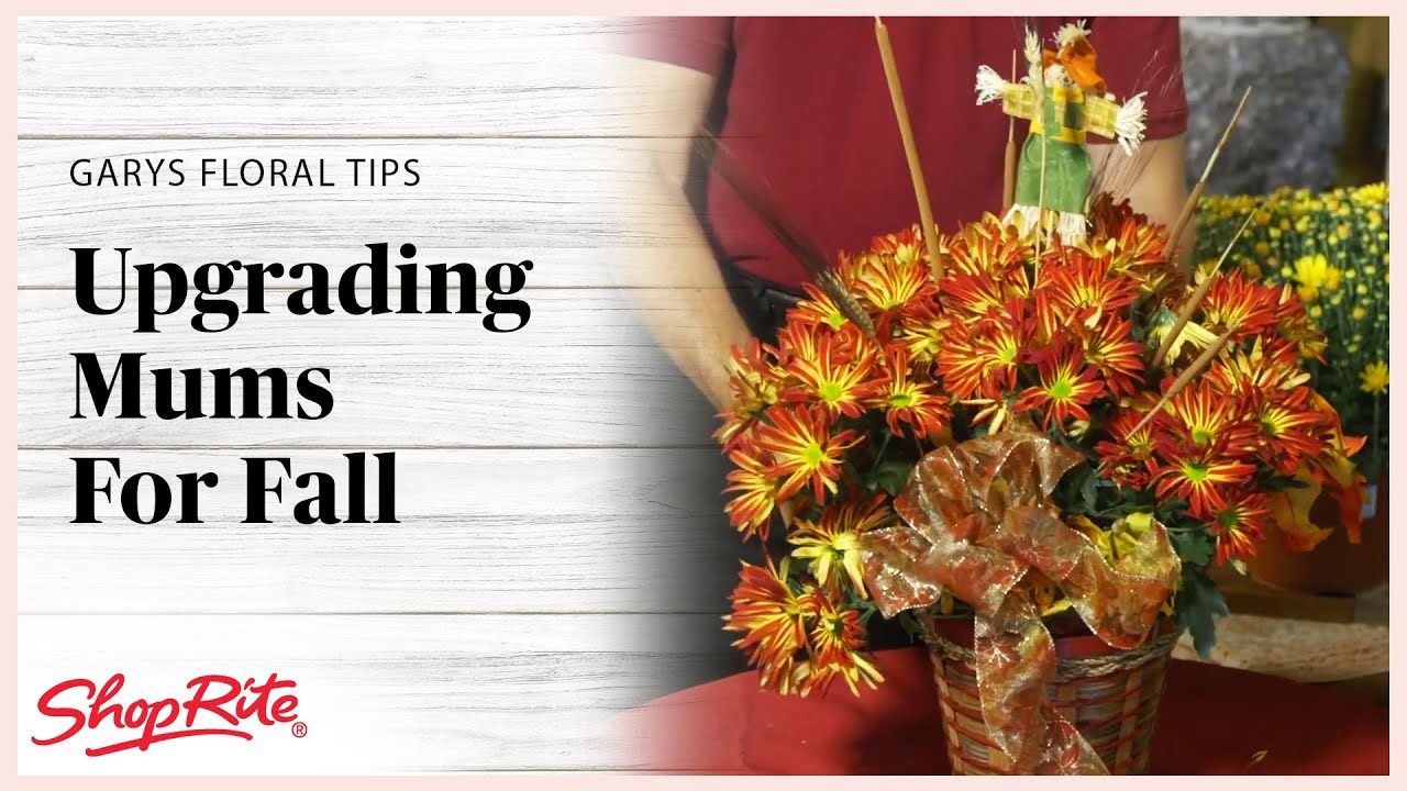 Upgrading Indoor Mums for Fall Gary's Floral Tips ShopRite Grocery