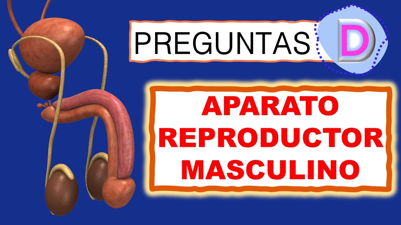 🔴 TEST del APARATO REPRODUCTOR MASCULINO PREGUNTAS del APARATO 🔴 TEST del APARATO REPRODUCTOR MASCULINO PREGUNTAS del APARATO