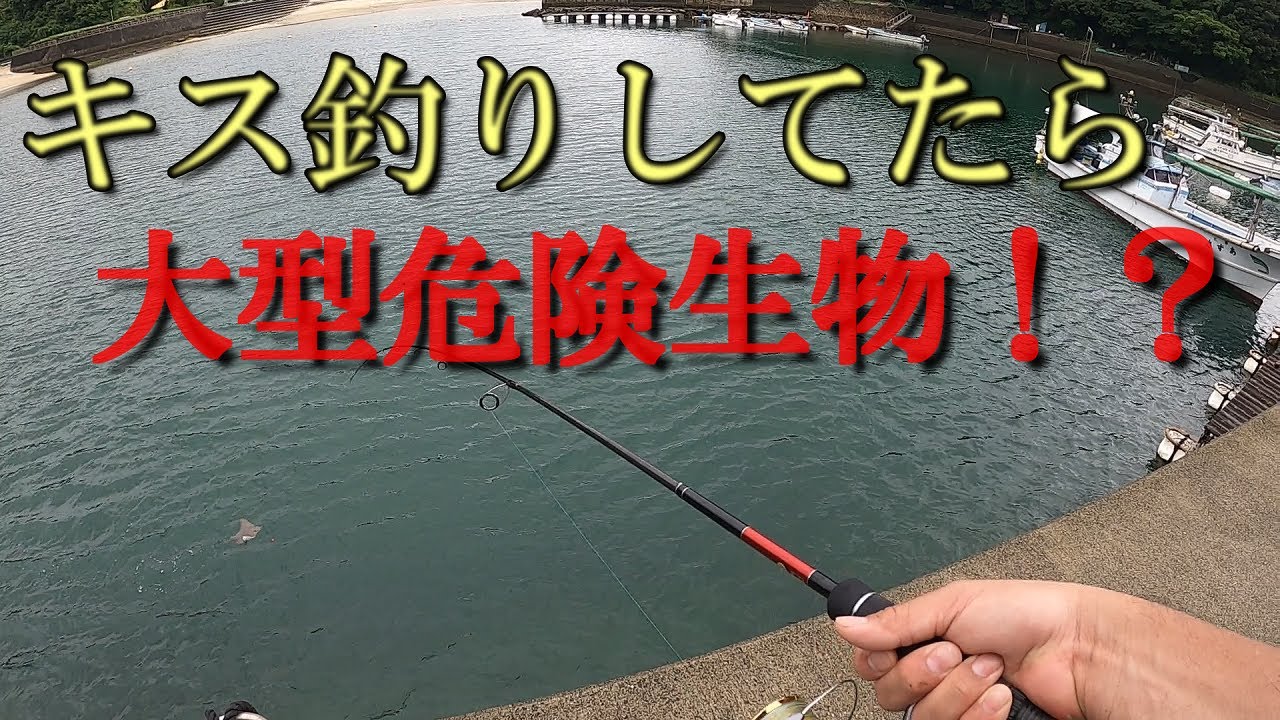 鱚釣りしていたら大型危険生物が Youtube