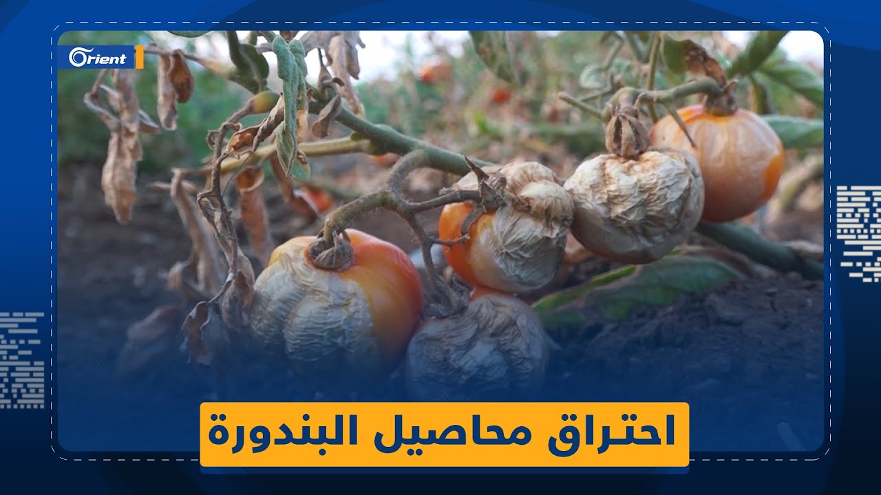 احتراق مشاتل بندورة في سهل الرّوج يُشعل أسعارها في إدلب