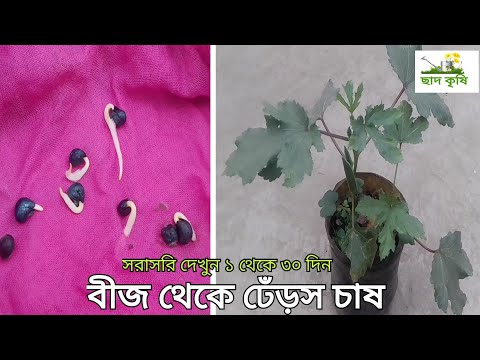 ভিডিও: কীভাবে বীজ বংশ বিস্তার করে