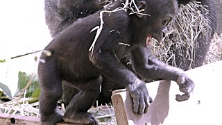 塀の上のスリルを楽しむ赤ちゃんゴリラ💗キンタロウ10ヶ月【京都市動物園】