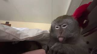 Majestic Macaque Monkey Grooming ASMR