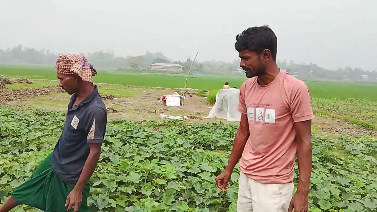 শশা খেত ❤️❤️#video #funny #duet #villagerlifestyle #comedy 