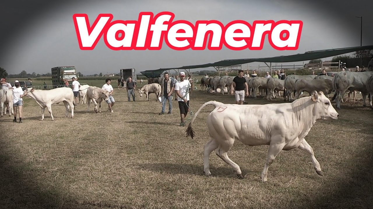 VALFENERA, Mostra bovina di razza Piemontese