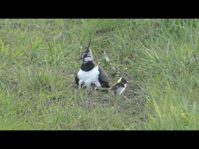 Kuikens warmen zich op onder moeders veren in Borne