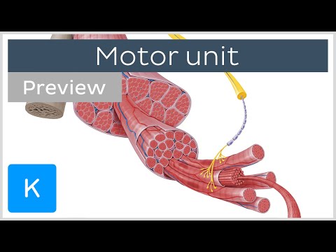 Motor unit: motor neurons and skeletal muscle fibers (preview) - Human Histology | Kenhub