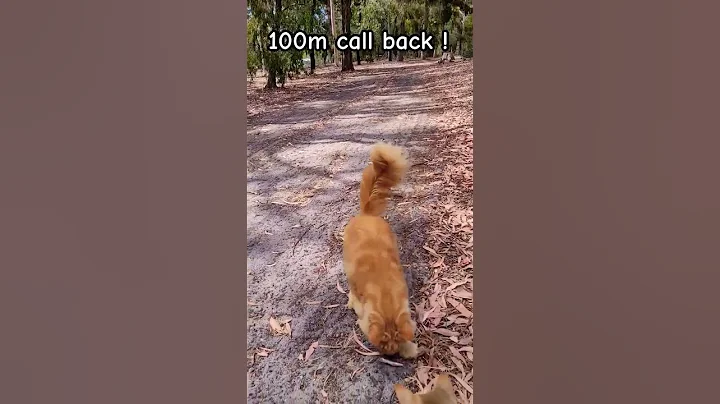 Watch the video about Training your Maine Coon to do a call back ! #shorts #mainecoon #cat