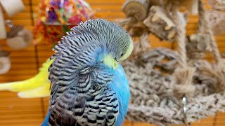 budgie sounds