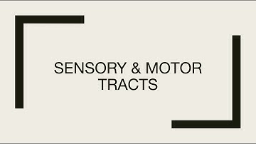 Sensory & Motor Tracts