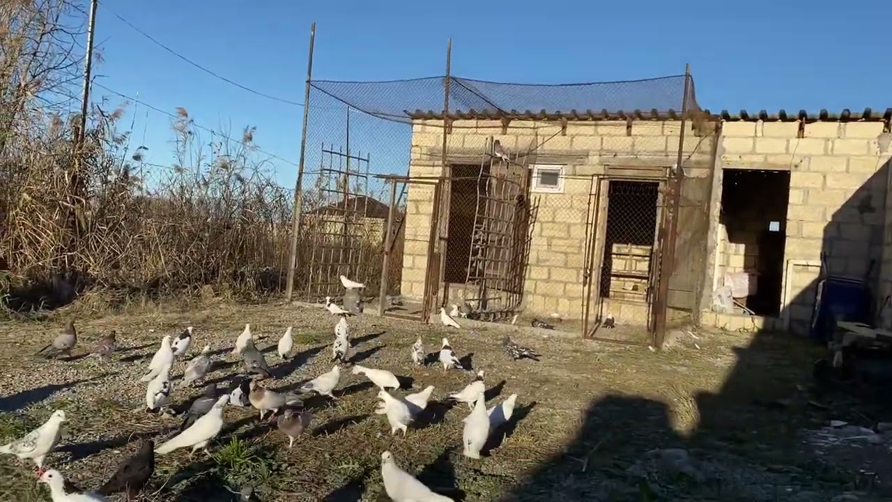 Siyezen Goyercinleri 0773000461