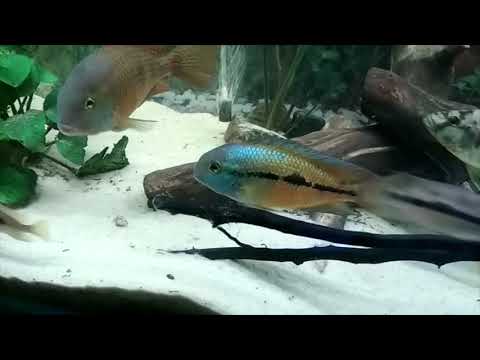 Никарагуанская цихлазома(Hypsophrys nicaraguensis)