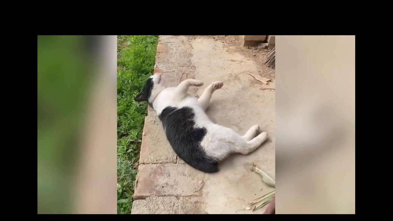 Funny cats compilation