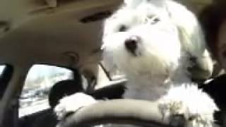 Alfredo driving