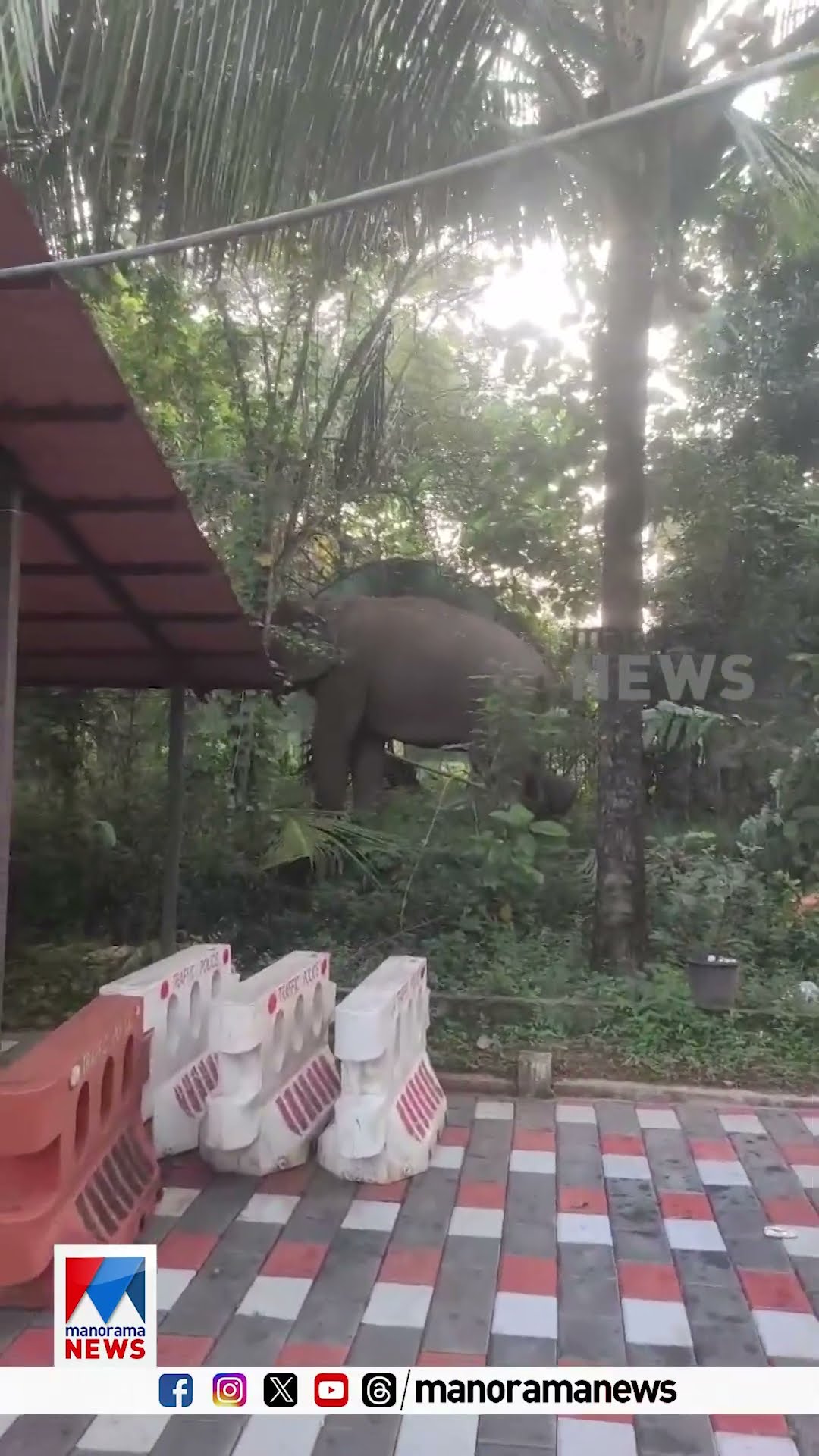 'ആള് വന്ന് ഇളനീരും കുടിച്ച് പട്ടയും തിന്ന് മടങ്ങിയിട്ടുണ്ടേ, ഓവര്‍' .... #elephent #policestation