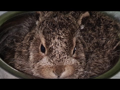 Не жирные - кость пушистая!