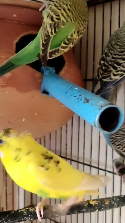 budgie Bird subhanallah 😘😘 #birds #animals #birdsounds #parrottalking