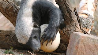 A Honey Badger Cracks Open a Thick Ostrich Egg