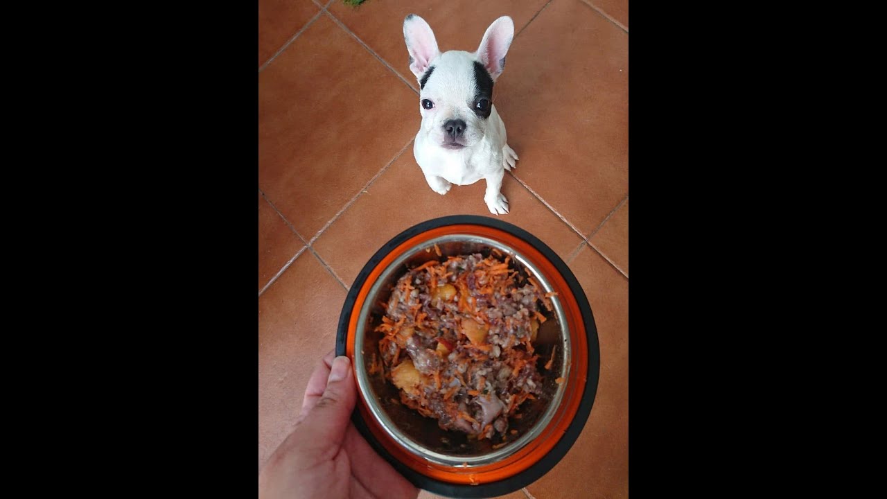 Dieta barf perros recetas