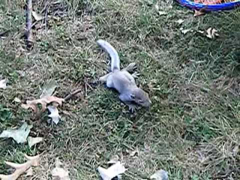 squirrel broken leg