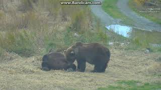 Two Bears Just Being Bears Katmai National Park Alaska