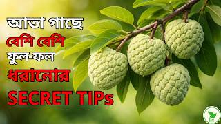 TIPS for Getting More Flowers on Custard Apple Tree | No Flowers on Your Custard Apple Tree? Do T...