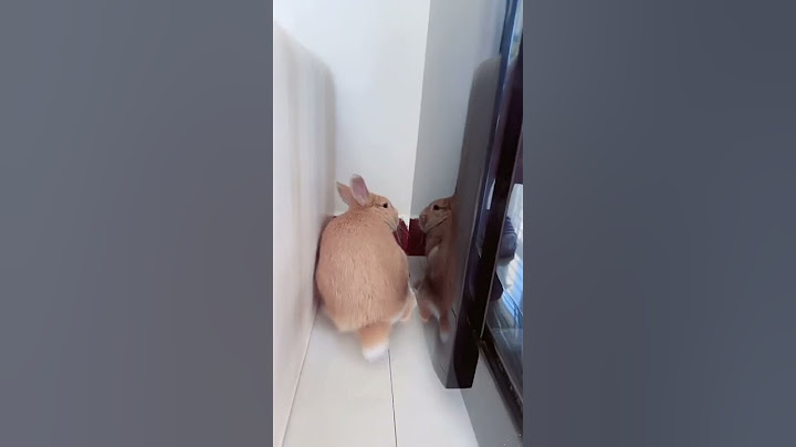 Cute Adorable rabbits 🐇 #rabbit #bunny #pets #animals #petvideos #petcare #shorts #fyp #challenge
