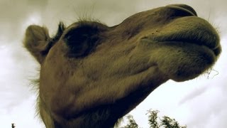 Vlog ~ Hanging out with camels, ostrich, emu & sheep with lipstick