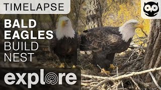 Bald Eagles Build Nest - Decorah Eagles Time-lapse 10\/26\/17