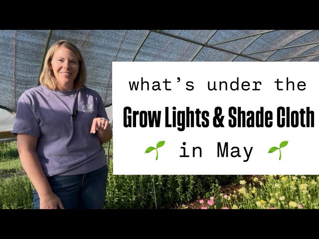 What’s Growing in May : Farm Update : Zone 5 : spring flowers are blooming in the high tunnel!
