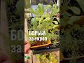 Зайцы полюбили укроп! Так и без любимой зелени можно остаться )