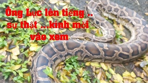.. sự thật về trăn trên núi Cô Tô . kính mời bà con gần xa vào xem