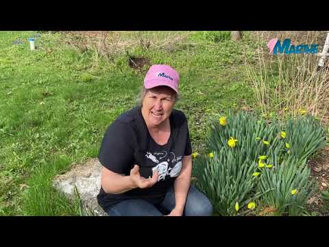 Vidéo: Engrais pour tulipes : comment et quand fertiliser les tulipes