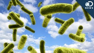 Are Clouds Full Of Bacteria? Are Clouds Full Of Bacteria?
