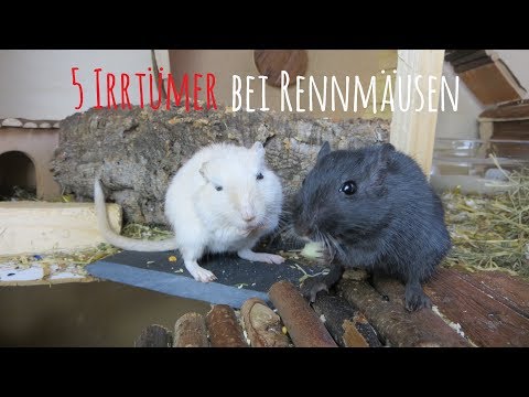 Video: Bleivergiftung Bei Rennmäusen