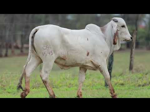 LOTE 6 – 15451 AJUSTADA FIV CAL
