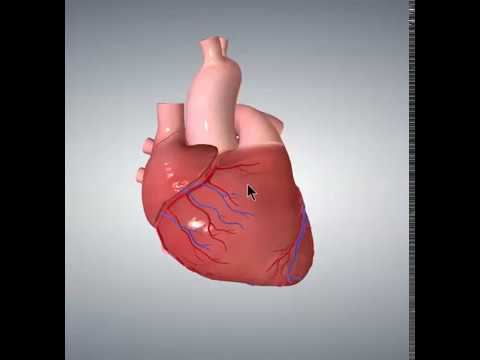 Position of the Heart in the Chest - YouTube