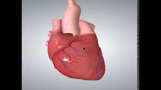 Position of the Heart in the Chest Where Is The Right Heart Located Within The Chest