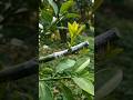 Good quality orange grafting