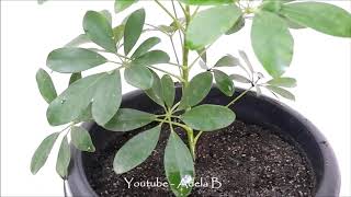 How to Grow and Care Schefflera Plant / Umbrella by Stem Cuttings