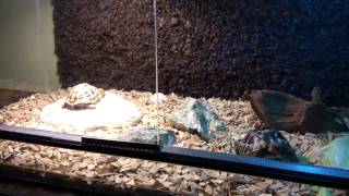 Urządzenie terrarium dla żółwia lądowego