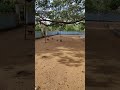 Обезьяны у храма Пидурангала, Шри-Ланка 🐒 Monkeys at Pidurangala Temple, Sri Lanka