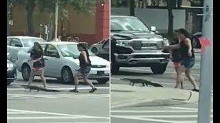 Motorist Catches Two Women An Alligator Safely Across The Road - 247 News