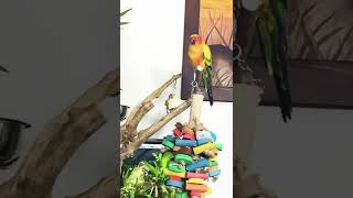 SUN CONURE ON HIS JAVA WOOD PERCH (SHORTS)
