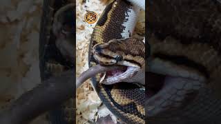 ⚠️ Caution : BALLPYTHON LIVE FEEDING (2) || SUPREMO eXo Pet #supremoexopet #supremo