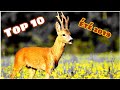 TOP 10 - Brocard à l'approche 2019